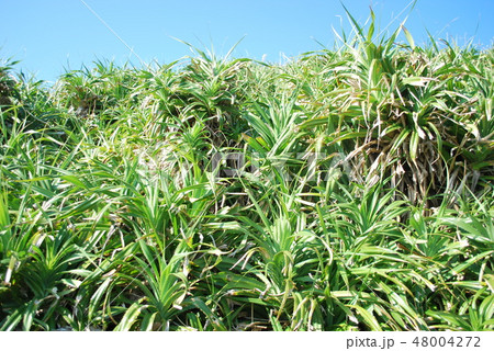 アダンの群落 48004272