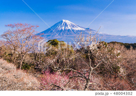 静岡県 岩本山公園の梅と富士山の写真素材