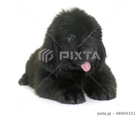 puppy newfoundland dog puppy newfoundland dog 48004351