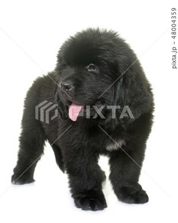 puppy newfoundland dog puppy newfoundland dog 48004359