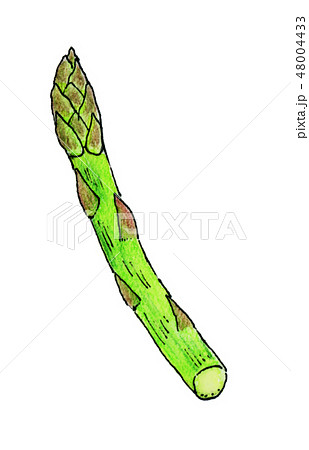 アスパラガス Asparagusのイラスト素材