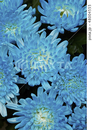 青緑色の菊の花 青の菊の花の写真素材 [48004555] - PIXTA