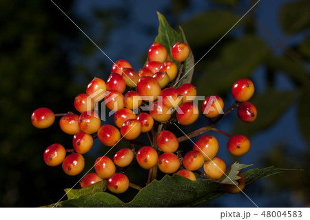 Guelder rose with ripe berries is growing in the summer garden. Viburnum opulus. 48004583