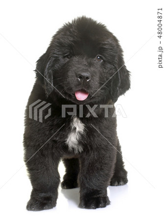 puppy newfoundland dog puppy newfoundland dog 48004871