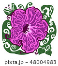 Flower Ipomoea vjrning glory 48004983