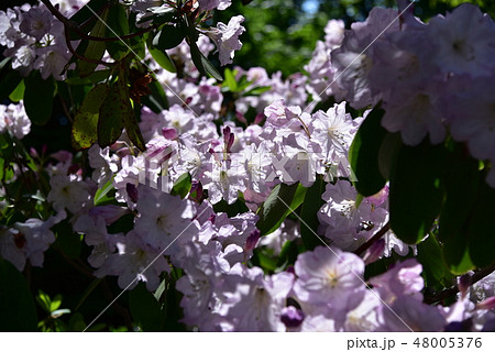 シャクナゲ 48005376