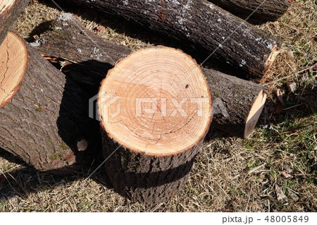 センダンの木　年輪 48005849