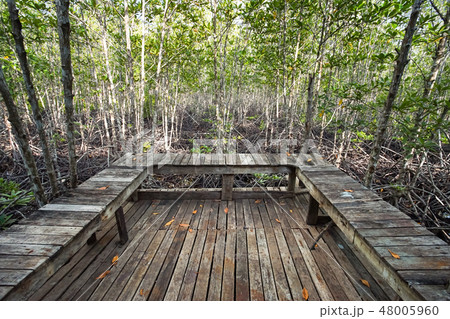 Mangrove forest in Trad province, Thailand. 48005960