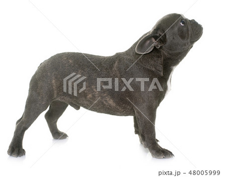 puppy french bulldog 48005999