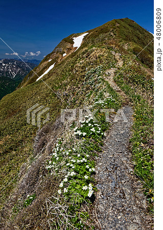 ハクサンイチゲ咲く上越国境・茂倉岳 48006809