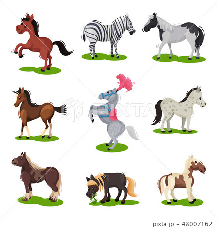 Flat vector set of different horses. Hoofed mammal animal. Wildlife and fauna theme. Elements for Flat vector set of different horses. Hoofed mammal animal. Wildlife and fauna theme. Elements for 48007162