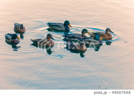 a flock of beautiful ducks gleaming with colorful a flock of beautiful ducks gleaming with colorful 48007698