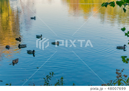 A flock of ducks with beaks of different colors fl A flock of ducks with beaks of different colors fl 48007699