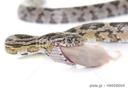 corn snake eating mouse 48008004
