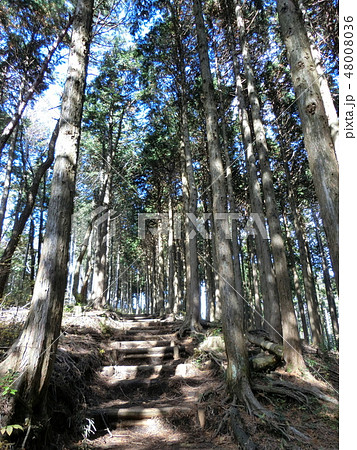 箱根　平安・鎌倉古道（湯坂道）箱根路　並木　11月　～癒しの森林浴～　 48008036