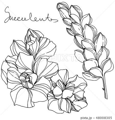 Vector Jungle botanical succulent flower. Black and white engraved ink art. Isolated succulents 48008305