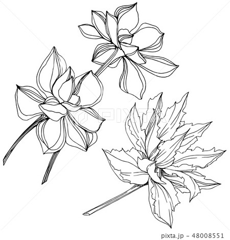 Vector Jungle botanical succulent flower. Black and white engraved ink art. Isolated succulents 48008551