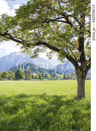 Park Hohematte. View of the Alps. Interlaken 48008614