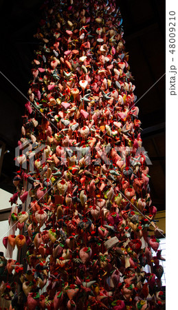 伊豆稲取の雛のつるし飾り 48009210