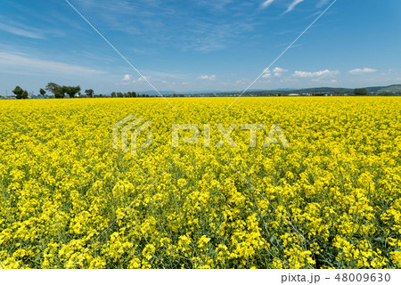 満開の菜の花畑 満開の菜の花畑 48009630