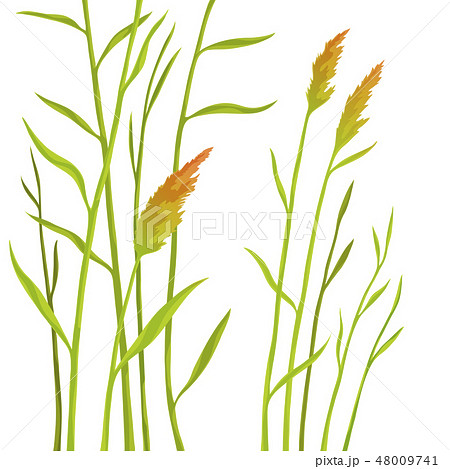 Reed isolated on white background 48009741