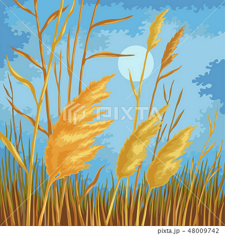 Yellow reed leaves 48009742