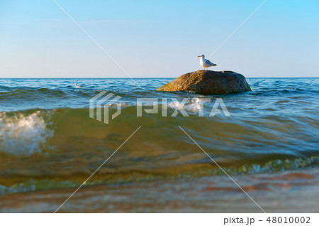 lonely Seagull on a stone 48010002