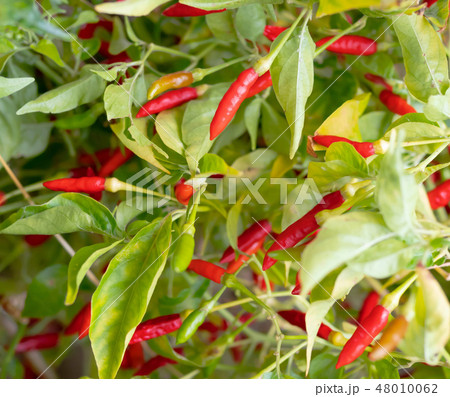 full farme red and green guinea-pepper 48010062
