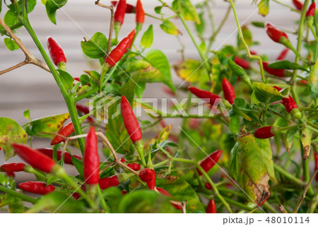 guinea-pepper or bird Chilli on barch with green l 48010114