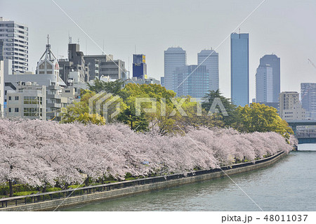 南天満公園 大阪 桜並木 大川 南天満公園 大阪 桜並木 大川 48011037