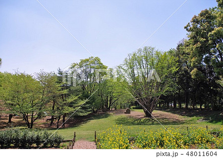 所沢航空記念公園 所沢航空記念公園 48011604
