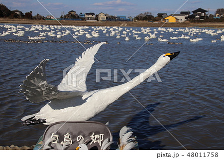 白鳥の郷 48011758