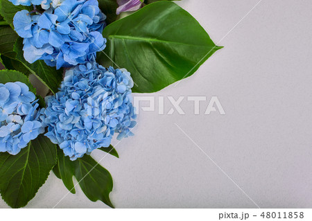 Frame made of blue hydrangea and green leaves on gray background. Flat lay, top view. Wedding's 48011858