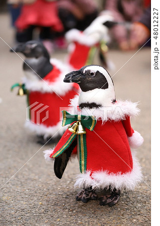 写真素材: ケープペンギン（クリスマスバードショー） 48012227