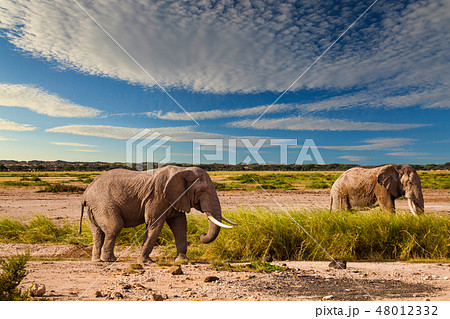 Elephant in the African savanna at sunset Elephant in the African savanna at sunset 48012332