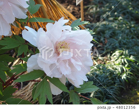 ぼたん・八千代椿 ぼたん・八千代椿 48012356