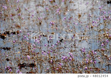 golden bladderwort or Utricularia aurea at Lake 48012454