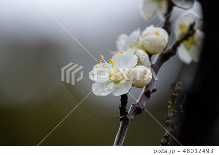 梅　白い梅　白梅　雨　枝 48012493