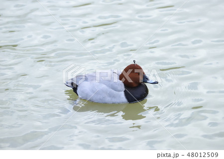 写真素材:オシドリ 写真素材:オシドリ 48012509