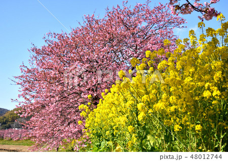 南伊豆の南桜 南伊豆の南桜 48012744