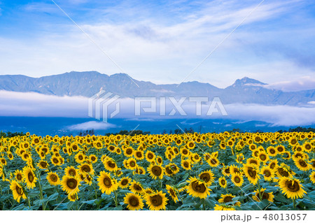 【山梨県】明野のひまわり 【山梨県】明野のひまわり 48013057