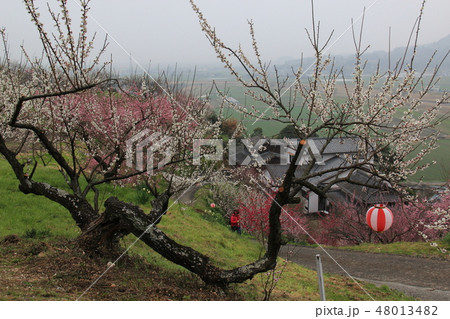 尾城小梅 Noxhyde