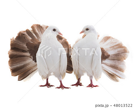 male and female dove peacock isolated 48013522