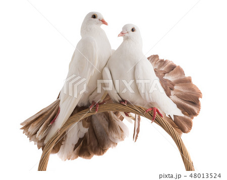 male and female dove peacock isolated 48013524