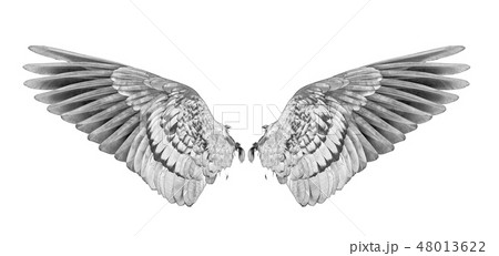 wing of bird on white background. 48013622