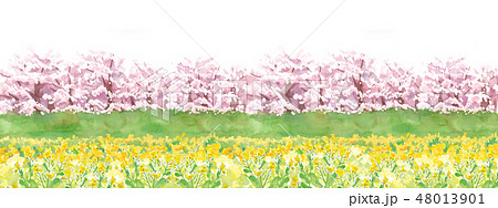 桜並木と菜の花畑のイラスト素材