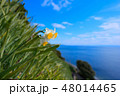 灘黒岩水仙郷 48014465