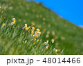 灘黒岩水仙郷 48014466