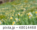 灘黒岩水仙郷 48014468