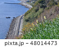 灘黒岩水仙郷 48014473